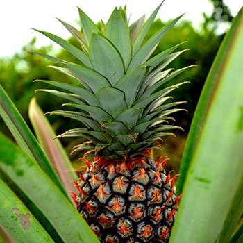 pineapple