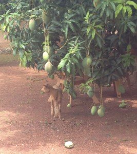 Gifted Goat - AgriCorps