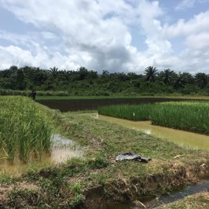 14039913_10153628250775633_2220578635730489090_n