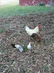 26755157_10209169977001093_779953206_n