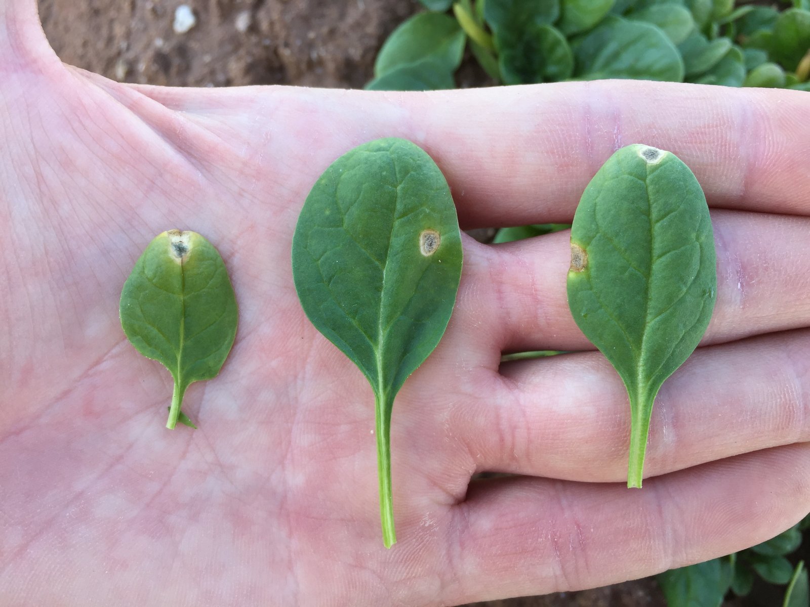 Leaf comparison photo