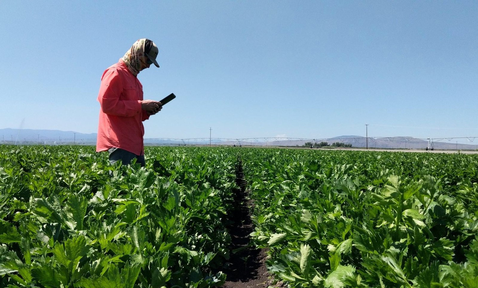 Ryan Tomlin checking his tablet in a field image