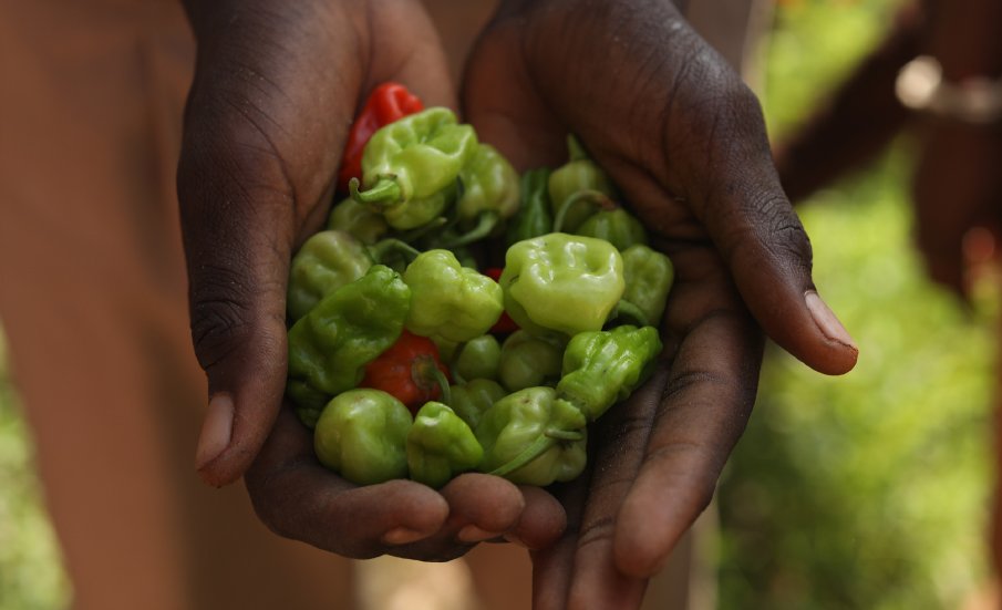 hands holding peppers